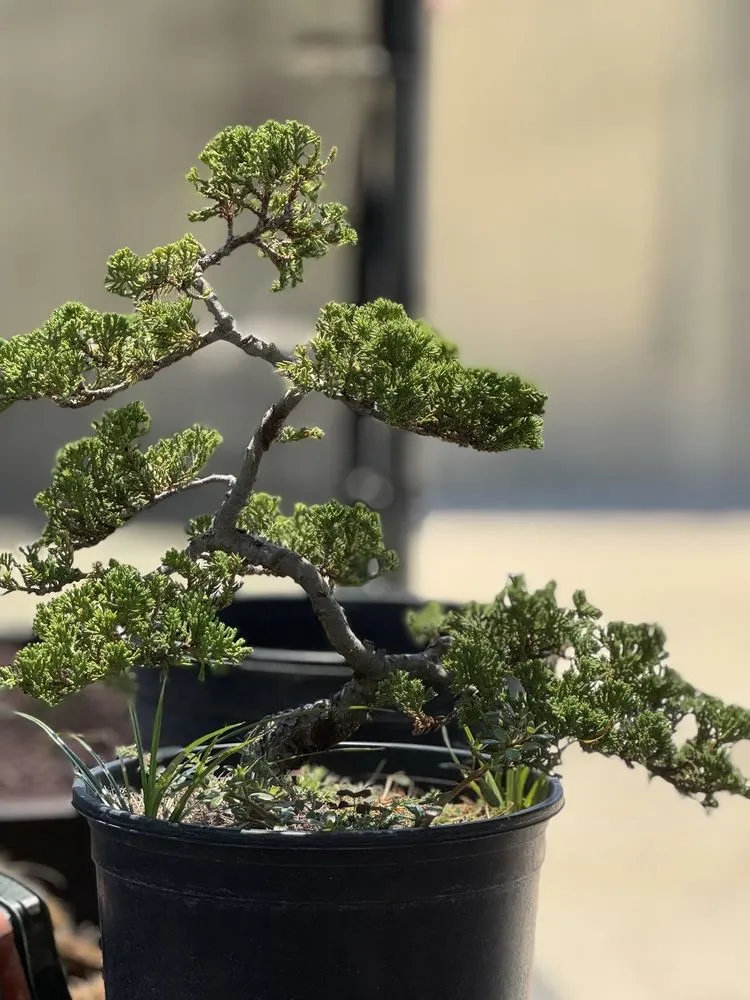 Trusted yard maintenance in Lakewood, CA by House of Bonsai