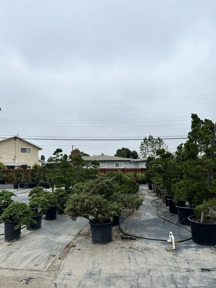 Local residential landscaping for year-round maintenance in Lakewood, CA by House of Bonsai