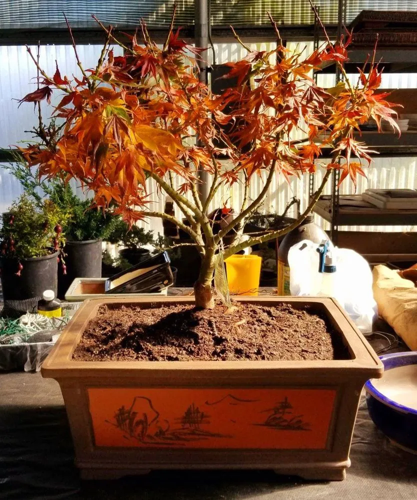 Expert outdoor landscaping in Lakewood, CA by House of Bonsai