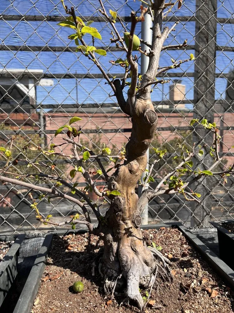 Custom yard cleanup service in Lakewood, CA by House of Bonsai