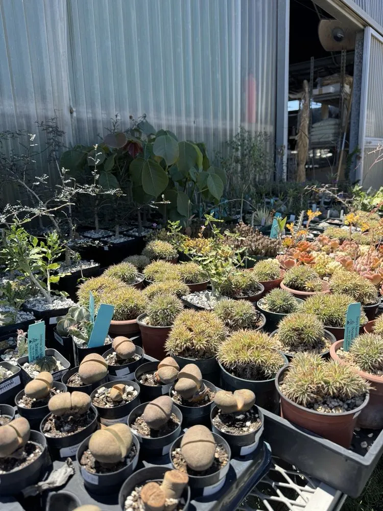 Professional outdoor landscaping in Lakewood, CA by House of Bonsai