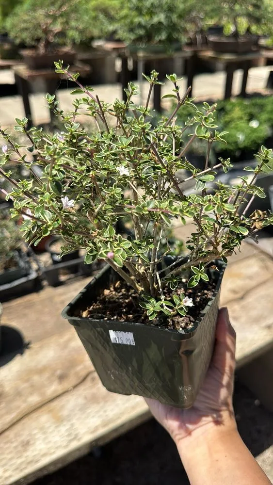 Professional landscape design in Lakewood, CA - House of Bonsai