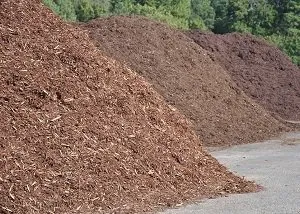 Reliable yard cleanup service for year-round maintenance across Terrell, NC - House Of Thorne