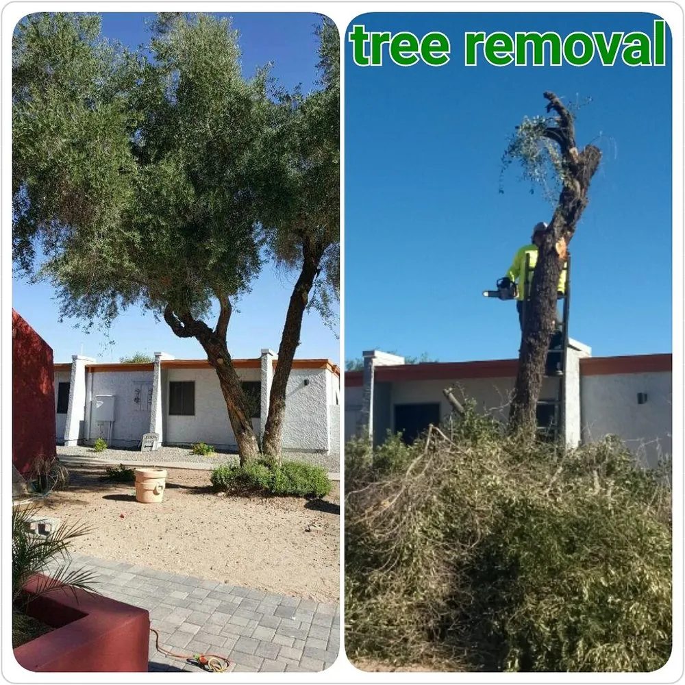 Expert landscape installation for outdoor upgrades in Chandler, AZ by House of Yards