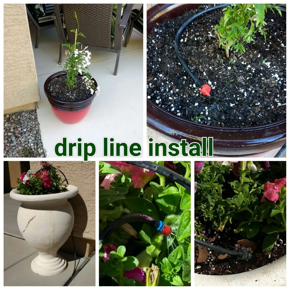 Top-rated residential landscaping for year-round maintenance in Chandler, AZ by House of Yards