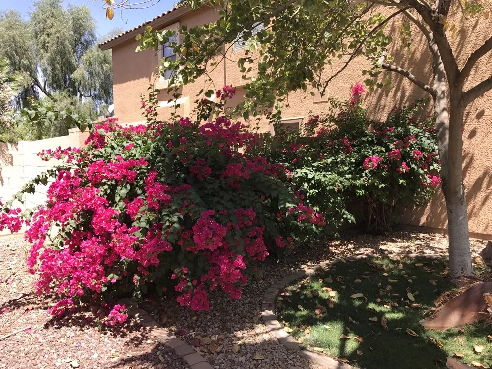 Reliable landscaping services for outdoor upgrades across Chandler, AZ - House of Yards