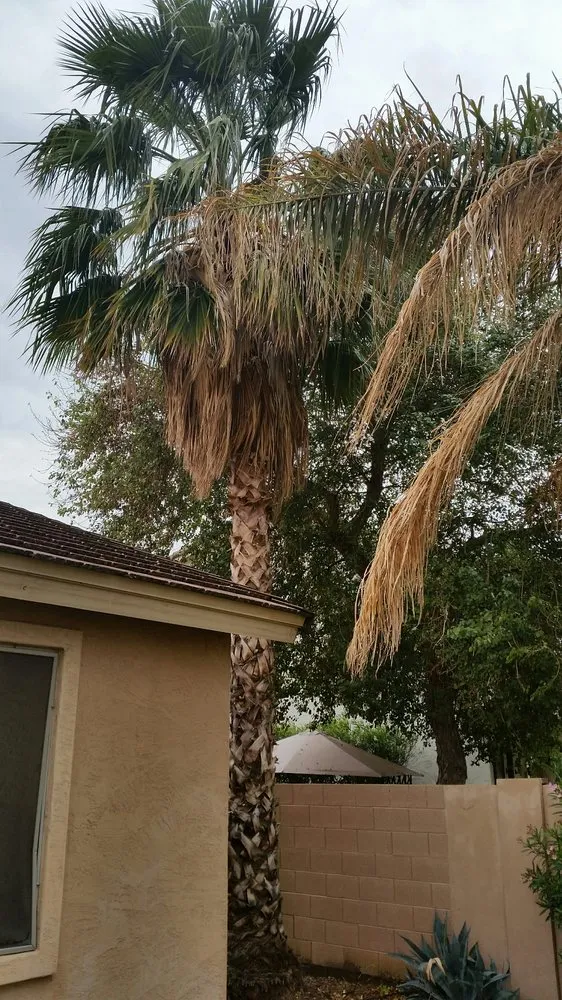 Expert landscaping services near you in Chandler, AZ by House of Yards