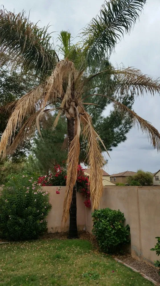 Top-rated garden landscaping in Chandler, AZ - House of Yards