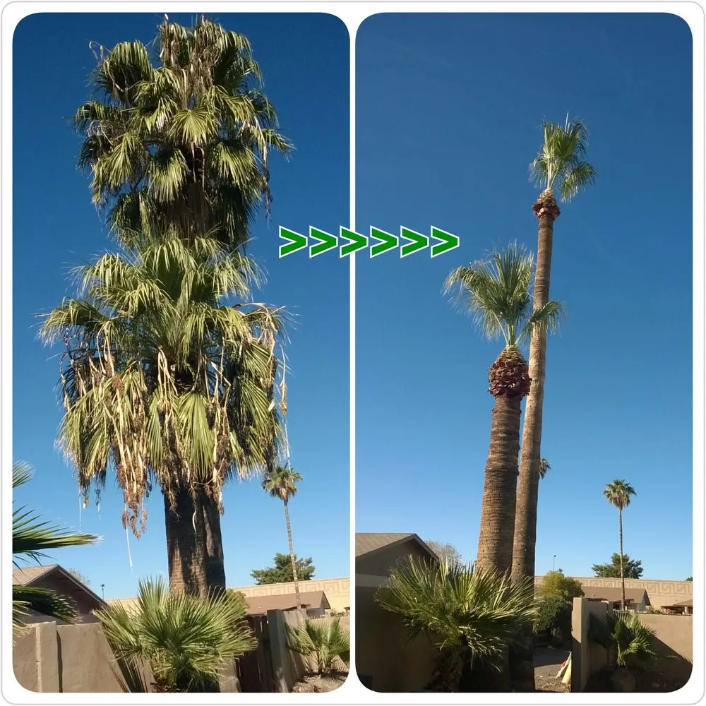 Affordable yard maintenance for outdoor upgrades in Chandler, AZ by House of Yards