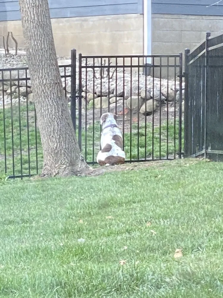 Professional lawn mowing service in Cumming, IA by Houseman’s Outdoor Solutions