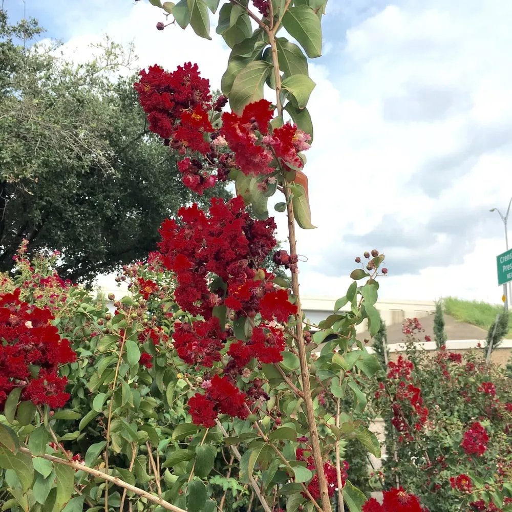 Professional garden landscaping near you in Pasadena, TX by Houston Garden Centers