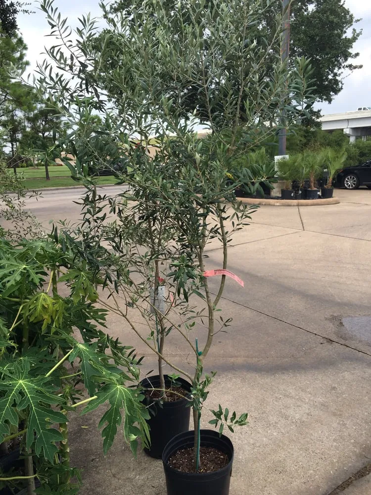 Custom landscaping services for residential properties across Pasadena, TX - Houston Garden Centers