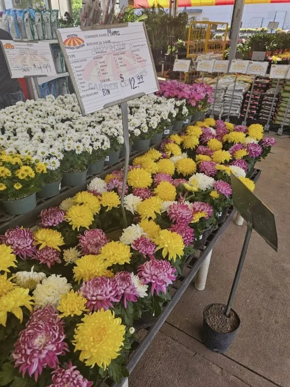 Professional yard maintenance experts serving Humble, TX - Houston Garden