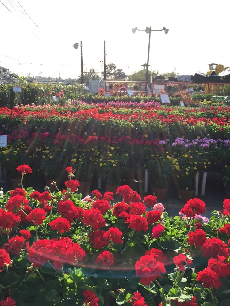 Custom garden landscaping in Humble, TX by Houston Garden