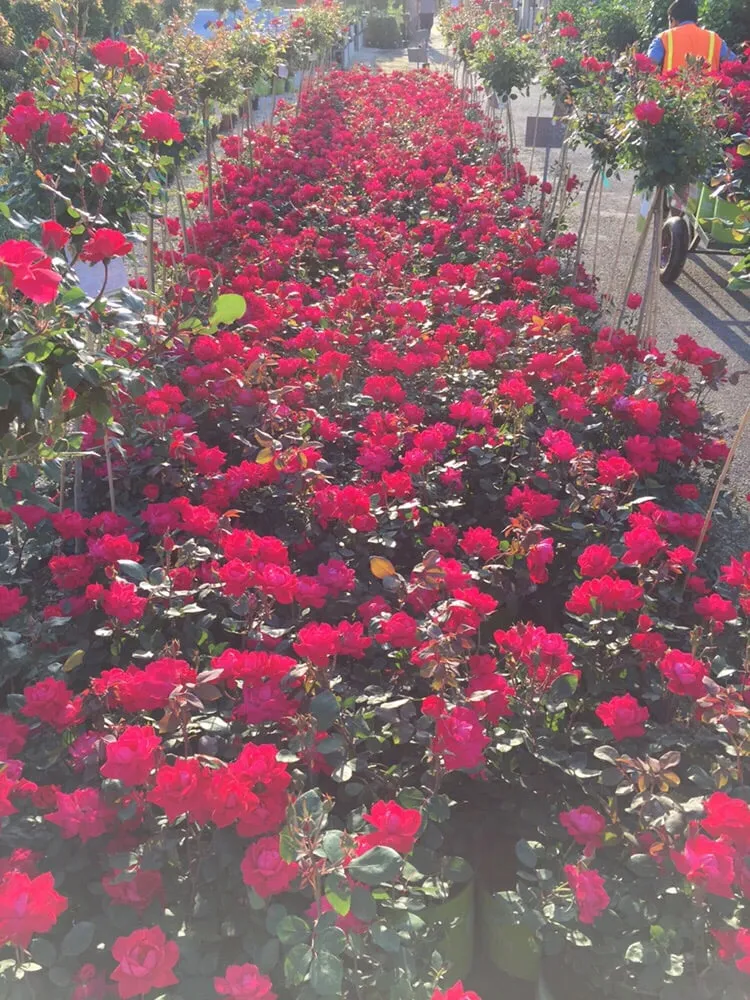 Top-rated landscape design near you across Humble, TX - Houston Garden