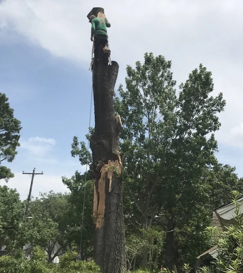 Custom yard maintenance in Fresno, TX - Houston Lawn Care & Tree Service