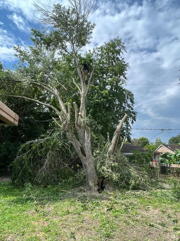 Reliable lawn care service in Fresno, TX by Houston Lawn Care & Tree Service