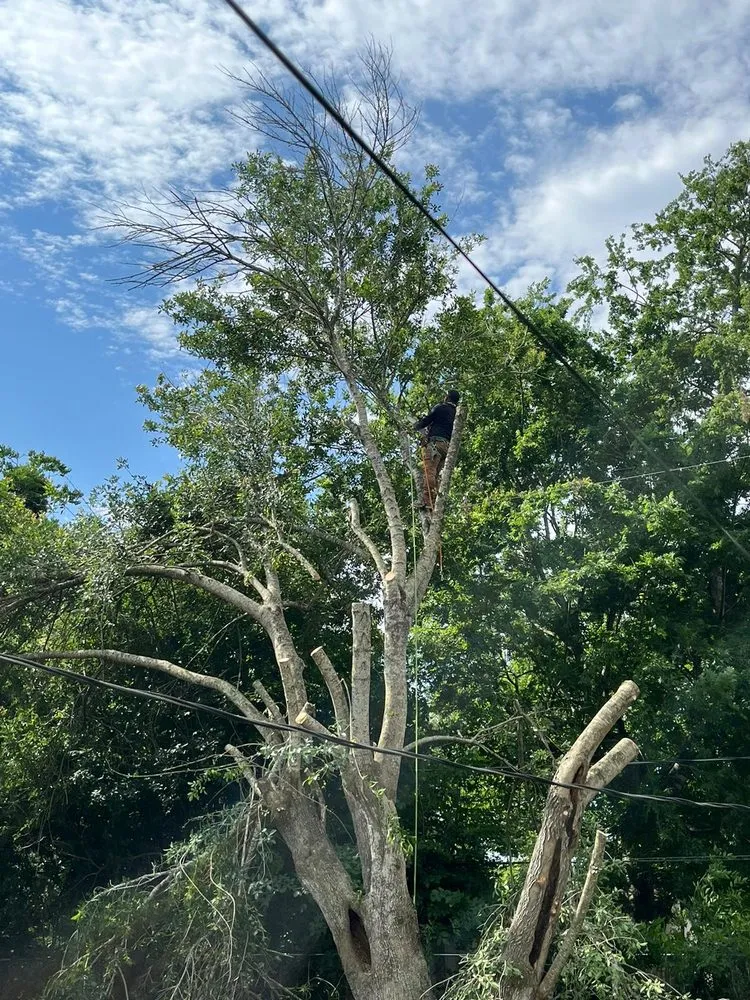 Professional garden landscaping in Fresno, TX - Houston Lawn Care & Tree Service