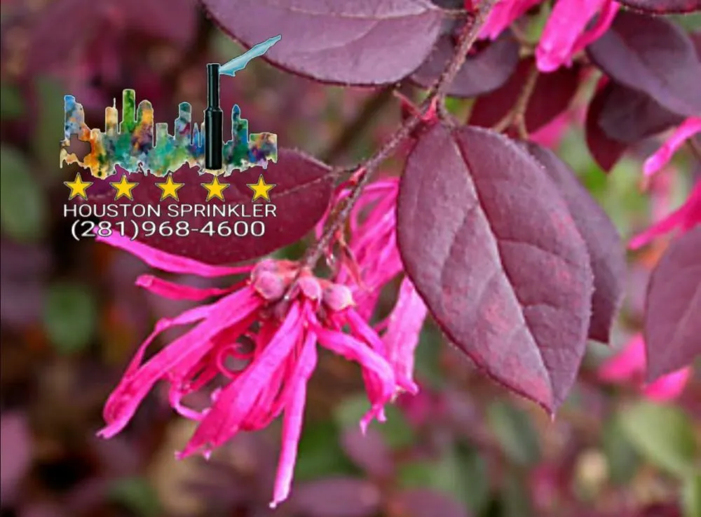 Reliable yard cleanup service in Houston, TX - Houston Sprinkler