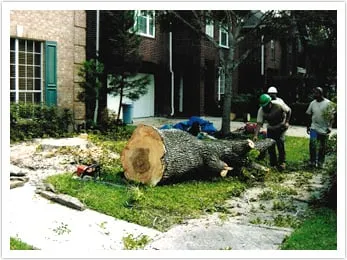 Affordable lawn mowing service in Houston, TX - Houston Tree Team