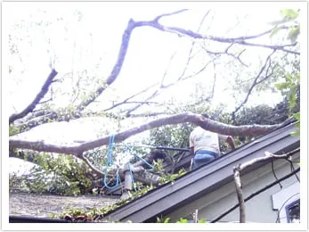 Affordable yard cleanup service for beautiful yards in Houston, TX by Houston Tree Team