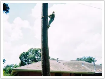 Expert yard maintenance experts serving Houston, TX - Houston Tree Team