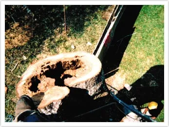 Local lawn care service experts serving Houston, TX - Houston Tree Team