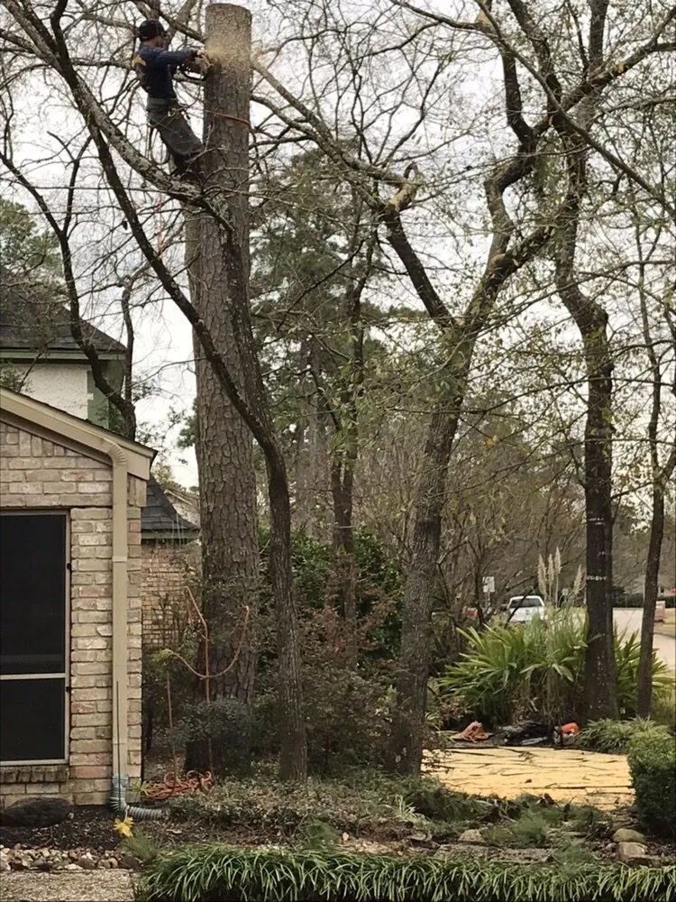 Affordable lawn care service in Houston, TX by Houston Tree Team