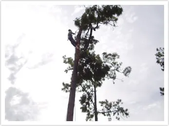 Local landscaping services for residential properties in Houston, TX by Houston Tree Team