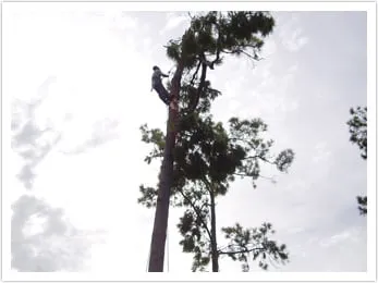 Local residential landscaping for outdoor upgrades in Houston, TX by Houston Tree Team