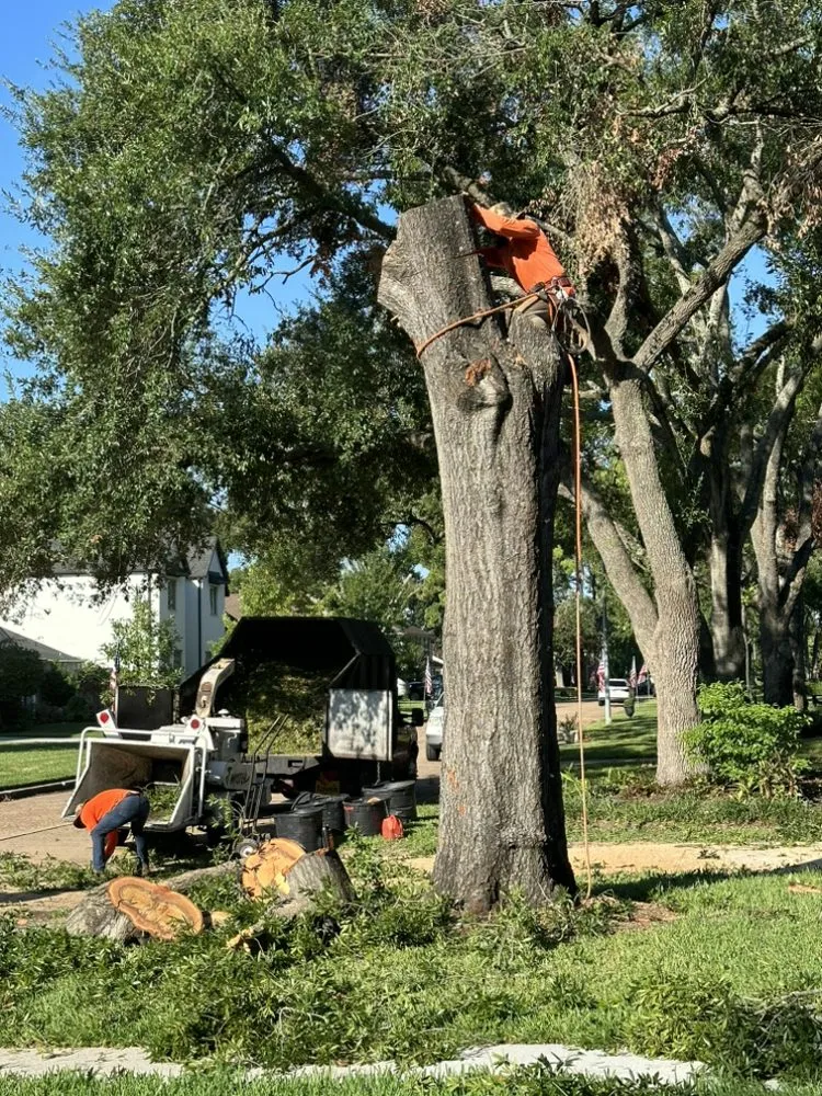 Local garden landscaping in Houston, TX by Houston Tree Team
