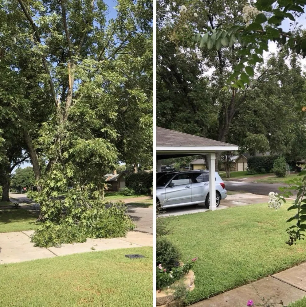 Expert landscape design experts serving Houston, TX - Houston Tree Team