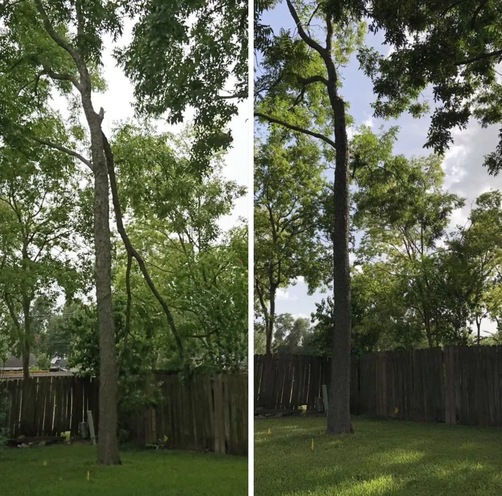 Local lawn care service experts serving Houston, TX - Houston Tree Team