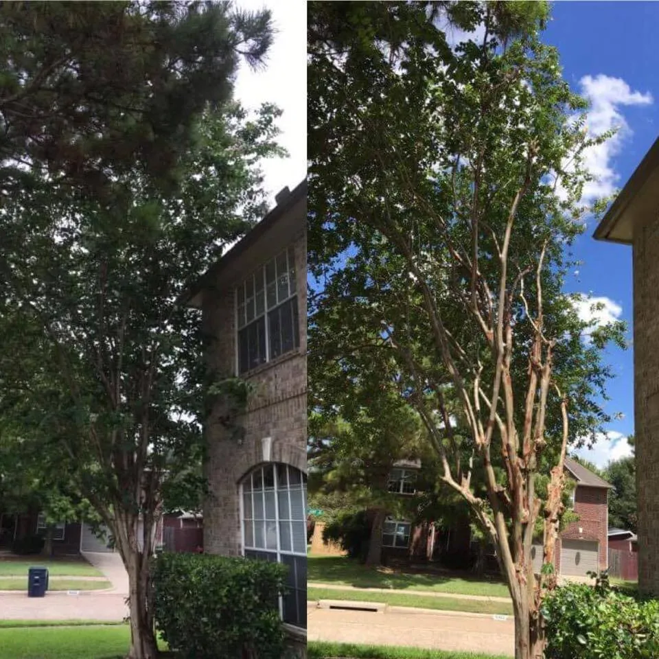 Top-rated lawn care service near you in Houston, TX by Houston Yard Guys