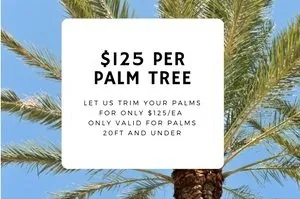 Local landscape installation for outdoor upgrades in Houston, TX by Houston Yard Guys