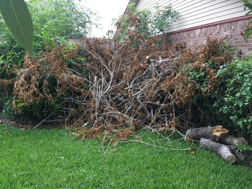 Top-rated outdoor landscaping for residential properties in Houston, TX by Houston Yard Guys