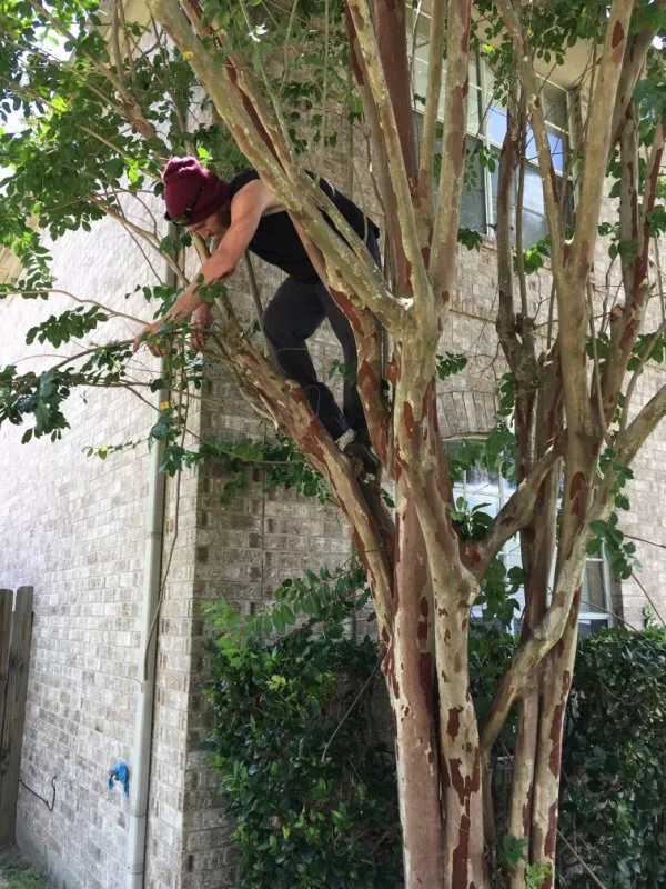 Affordable garden landscaping in Houston, TX - Houston Yard Guys