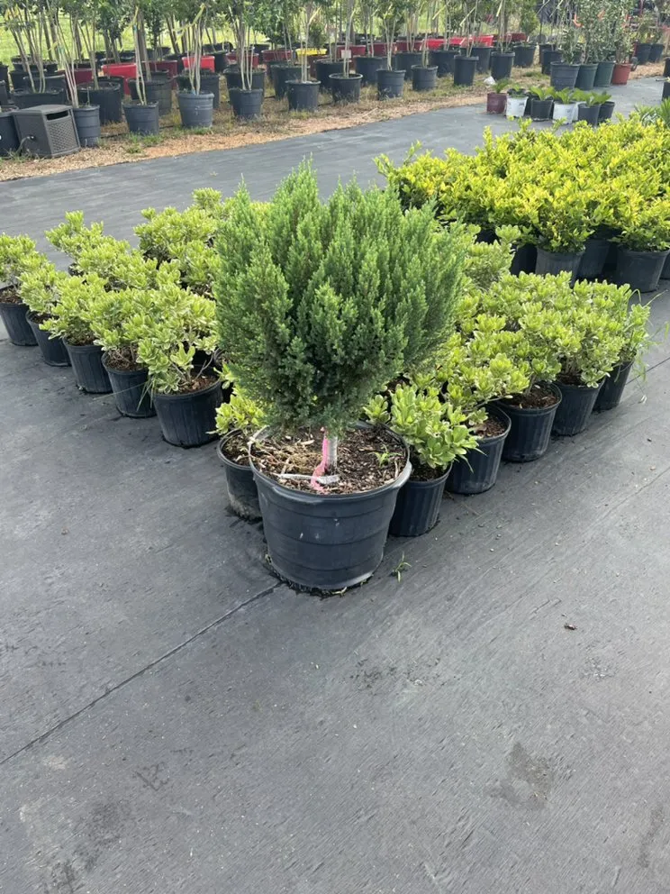 Reliable landscaping services in Houston, TX by Houstons Grass Supplier