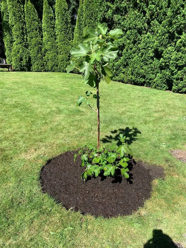 Local landscaping services experts serving Monroe, WA - Hovde Landscaping