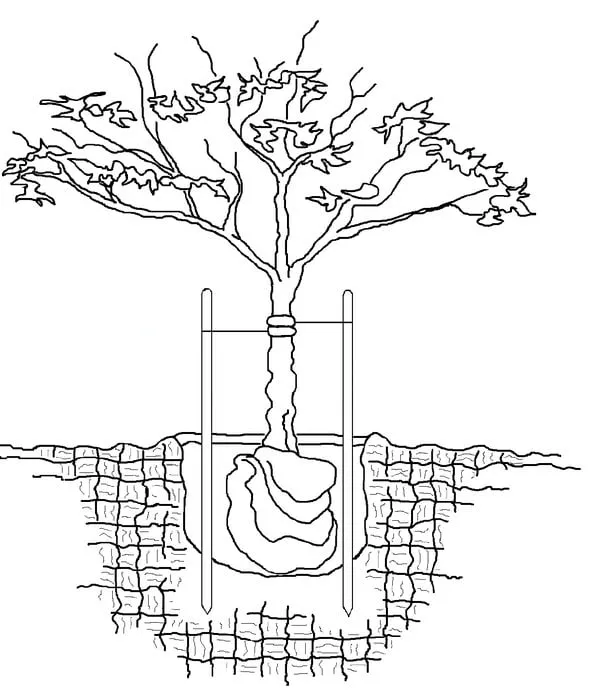 Trusted landscape installation experts serving Morgan Hill, CA - Hovig Landscape