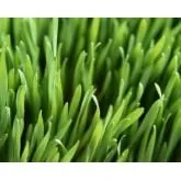 Local outdoor landscaping in Broken Arrow, OK - Howard Horticultural Services