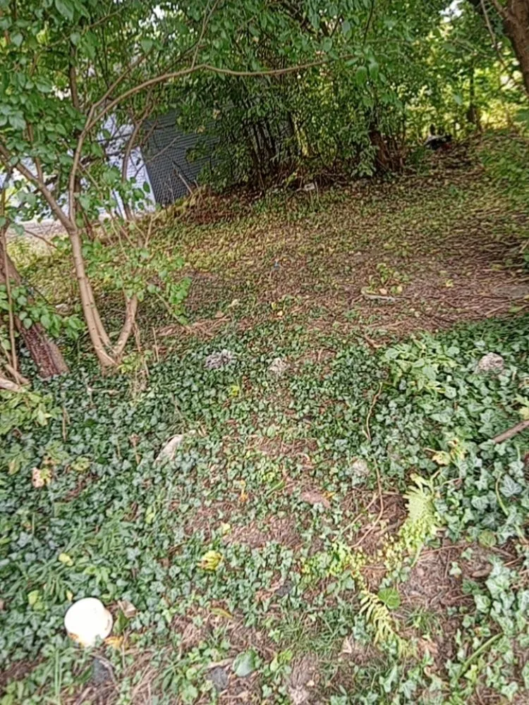 Top-rated yard maintenance in Detroit, MI - Howard Lawn Service