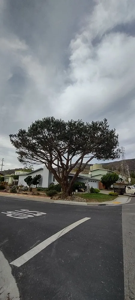 Top-rated yard cleanup service experts serving Pacifica, CA - Howard Linacre - Arborist