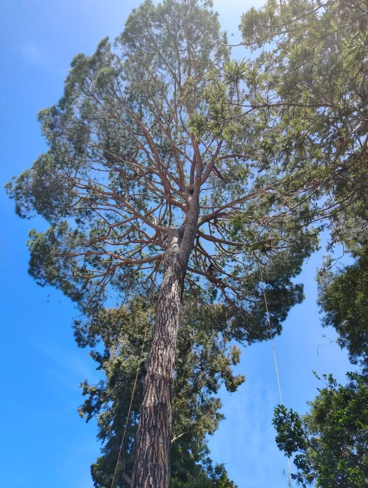 Top-rated residential landscaping in Pacifica, CA by Howard Linacre - Arborist