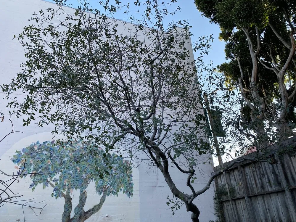 Reliable yard maintenance experts serving Pacifica, CA - Howard Linacre - Arborist