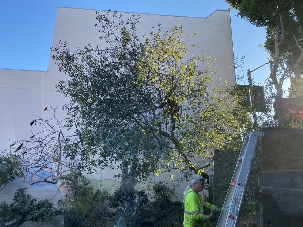 Affordable yard cleanup service for outdoor upgrades across Pacifica, CA - Howard Linacre - Arborist
