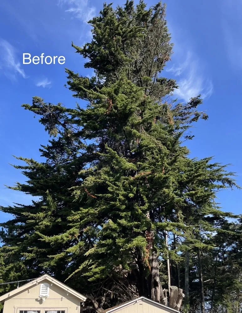 Affordable landscaping services for residential properties across Pacifica, CA - Howard Linacre - Arborist