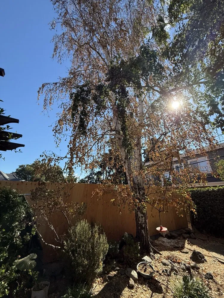 Custom residential landscaping in Pacifica, CA - Howard Linacre - Arborist