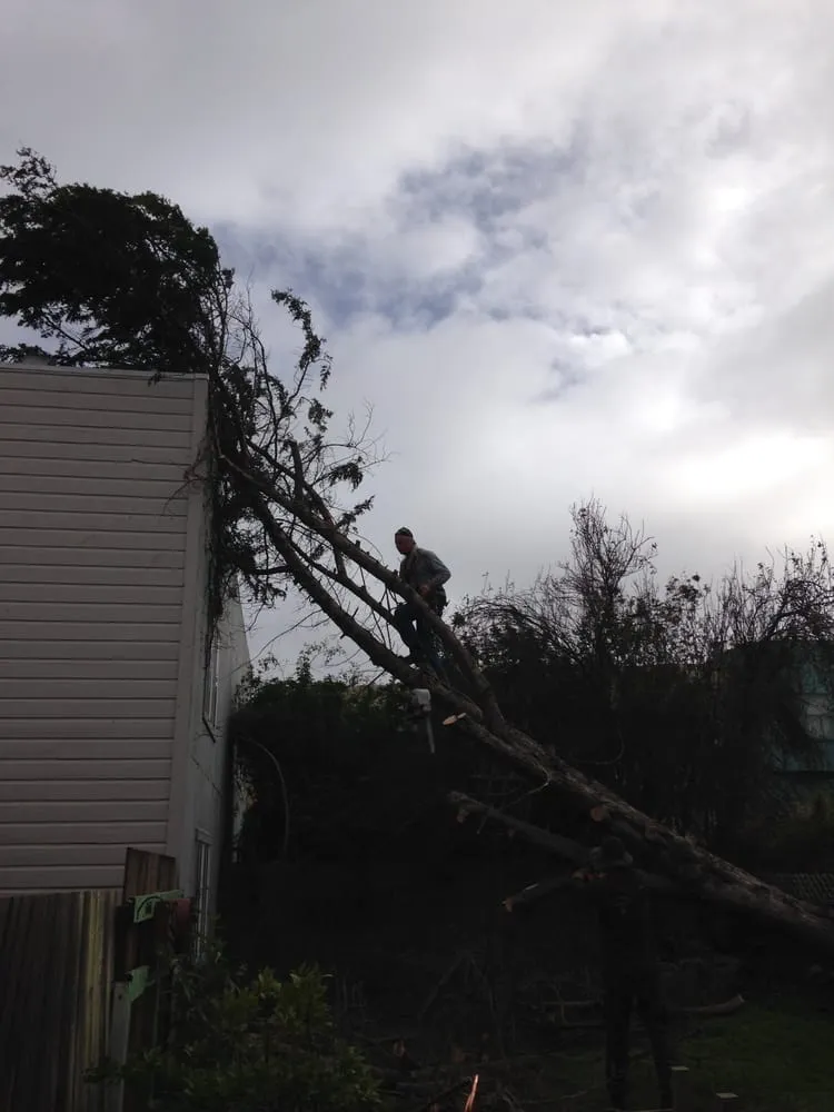 Reliable residential landscaping in Pacifica, CA by Howard Linacre - Arborist