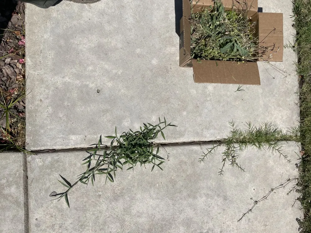 Affordable yard maintenance for outdoor upgrades across Fresno, CA - Howard’s Lawn Service